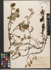 Foto von Salix reticulata L.